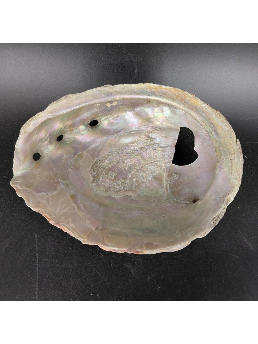 Large Natural Sea Shell Iridescent Beach Decor Bowl 7" Tiki Holder Nautical